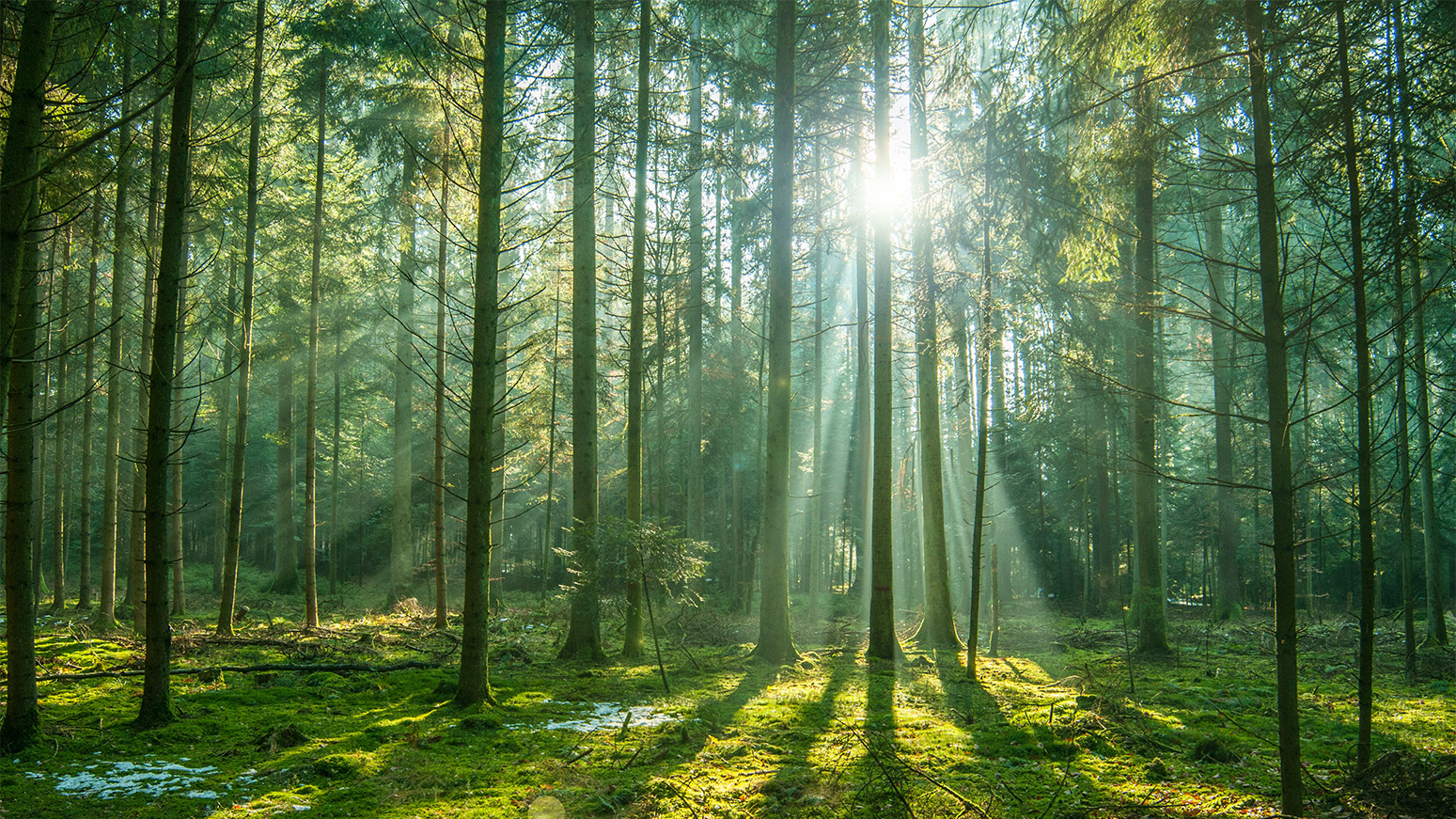 greener-forest-header